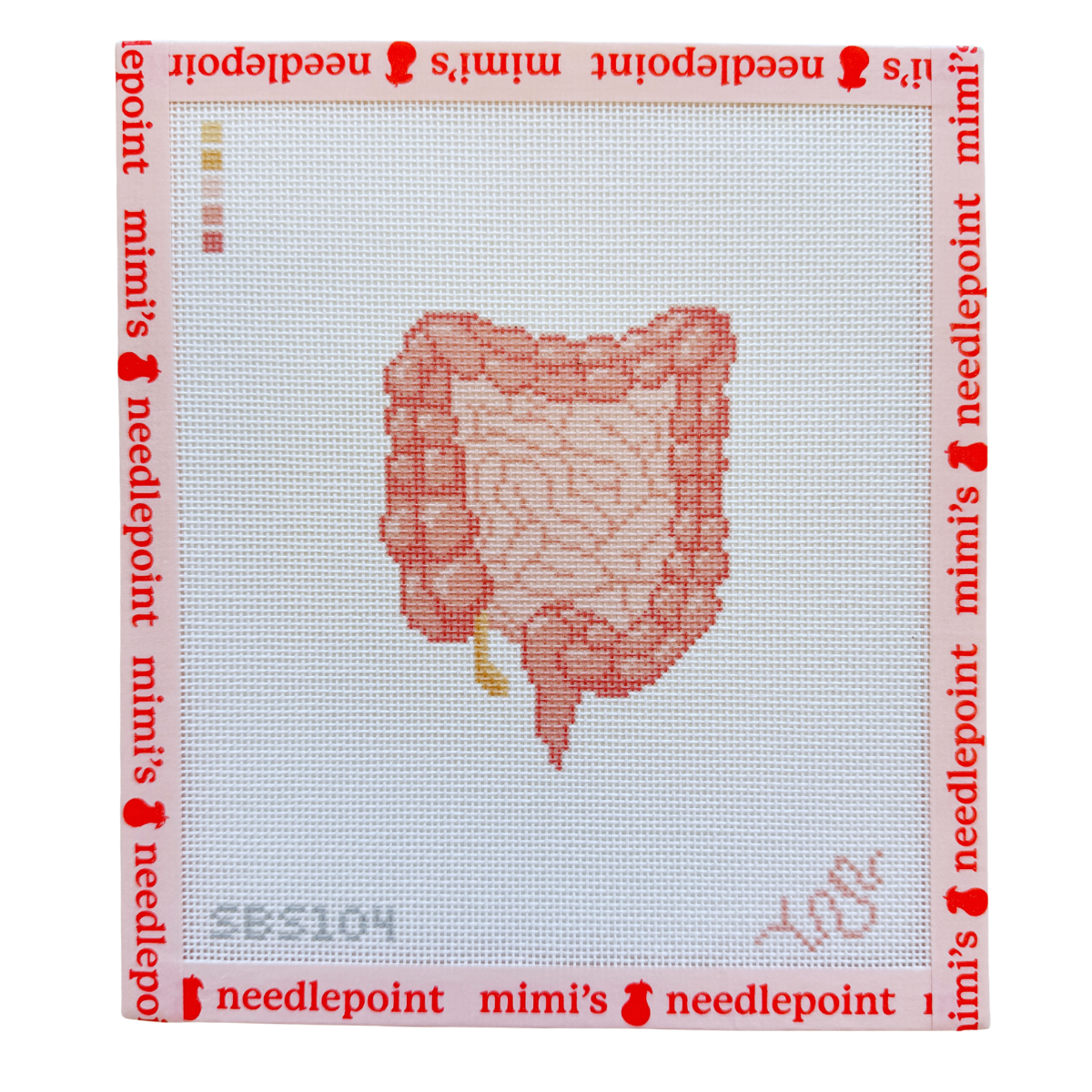 Anatomical Lower Digestive Tract