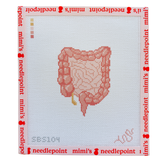 Anatomical Lower Digestive Tract